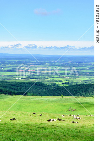 青空のナイタイ高原牧場 79102930