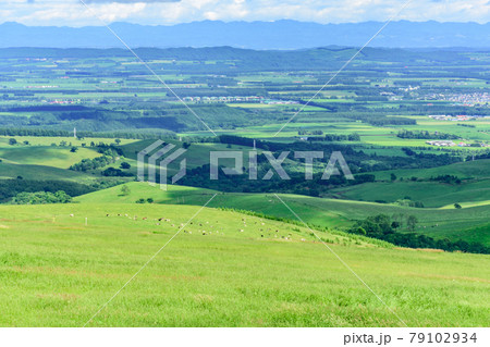 青空のナイタイ高原牧場 79102934