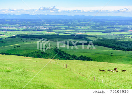 青空のナイタイ高原牧場 79102936