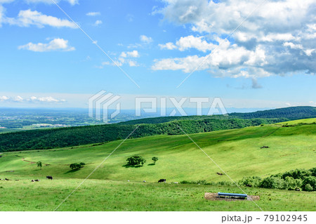 青空のナイタイ高原牧場 79102945