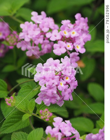 ランタナ(コバノランタナ 自然質感) ランタナ(コバノランタナ 自然質感) 79102996