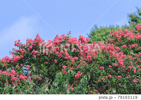 真夏の青空に映える 真夏の青空に映える 79103119