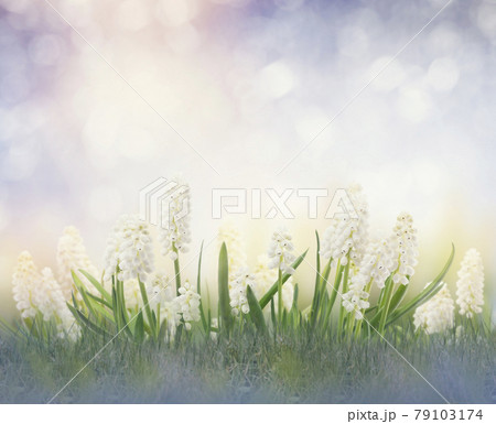 white muscari flowers 79103174