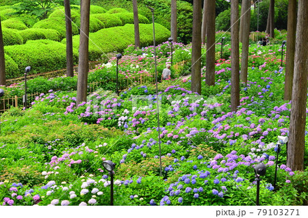 京都の三室戸寺のアジサイ　Hydrangea in Kyoto 79103271