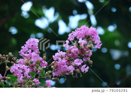 真夏の青空に映える 真夏の青空に映える 79103291