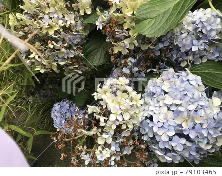枯れかけた色あせた水色と紫のアジサイの花 79103465