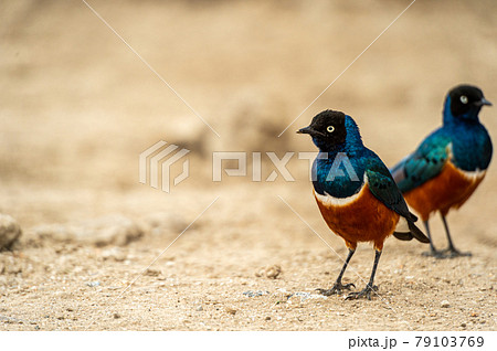 サファリに生息する青い鳥 サファリに生息する青い鳥 79103769