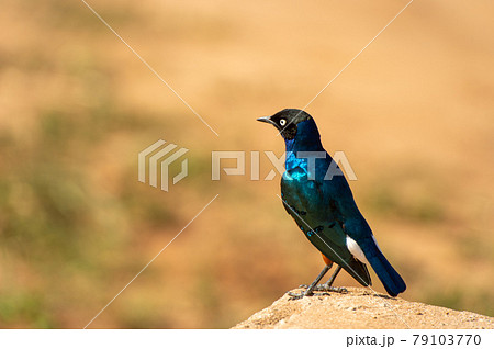 サファリに生息する青い鳥 サファリに生息する青い鳥 79103770