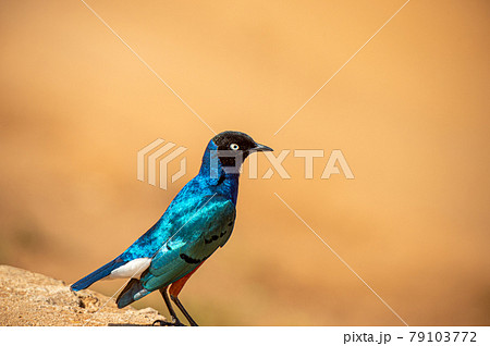 サファリに生息する青い鳥 サファリに生息する青い鳥 79103772