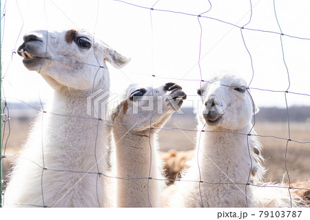 Cute animal alpaka lama on farm outdoors 79103787