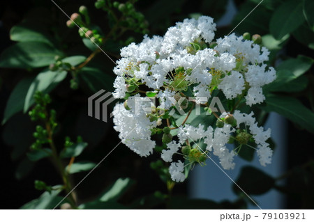 真夏の青空に映える 真夏の青空に映える 79103921