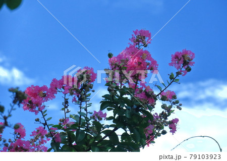 真夏の青空に映える 真夏の青空に映える 79103923