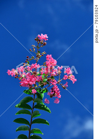 真夏の青空に映える 真夏の青空に映える 79103924