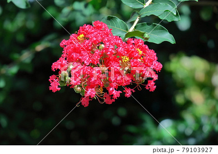 真夏の青空に映える 79103927