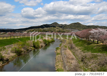 三田市えるむ橋から武庫川とさくら回廊を望む　背景の山　左は金毘羅山　右は城ヶ岡 79104057
