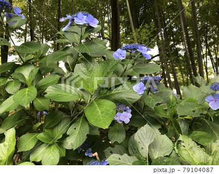 竹林を背に咲く紫のアジサイの花 79104087