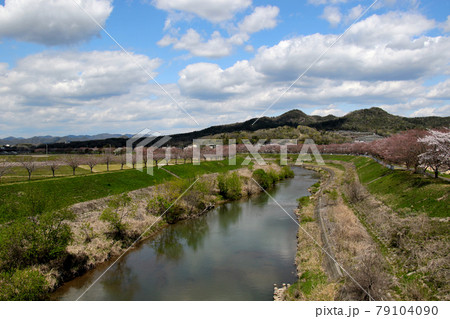 三田市えるむ橋から武庫川とさくら回廊を望む　背景の山　左は金毘羅山　右は城ヶ岡　異なるアングル 79104090