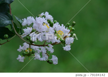 真夏の青空に映える 79104142