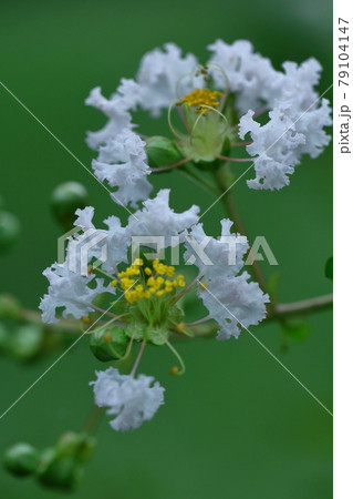 真夏の青空に映える 真夏の青空に映える 79104147