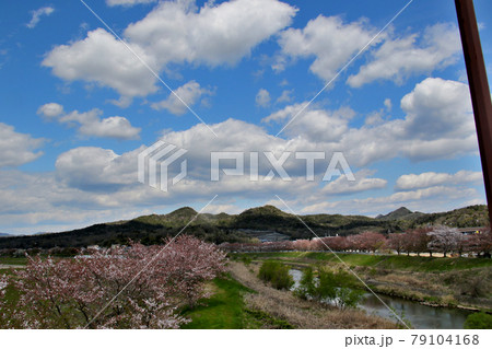 三田市えるむ橋から武庫川とさくら回廊を望む　背景の山　左は金毘羅山、右は城ヶ岡を中央に　空は多めに 79104168
