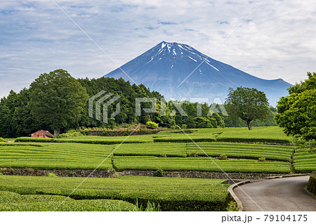 生き生きとした新緑の茶畑越しの富士山と道路 79104175
