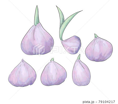 紫の球根の線画イラストセットのイラスト素材