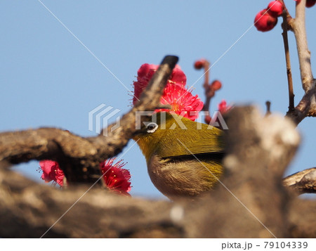 梅とメジロ（ウメジロ） 79104339