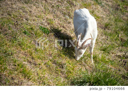 White cute goat eat grass in farm meadow White cute goat eat grass in farm meadow 79104666