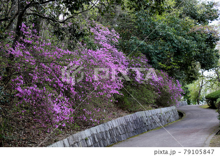 三田市　中央公園　北東側のエントランスからの道の山側に咲く群生するツツジ 79105847