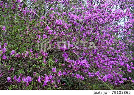 三田市 中央公園 北東側のエントランスからの道の山側に咲く群生するツツジ アップ 三田市 中央公園 北東側のエントランスからの道の山側に咲く群生するツツジ アップ 79105869