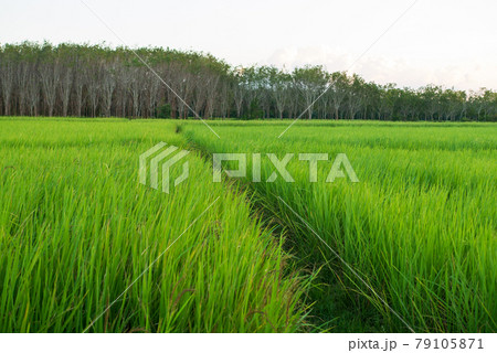 Green rice crop field natural texture background for spring summer agriculture harvest 79105871