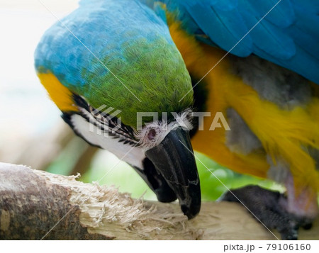 オウム オウム 79106160