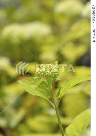 Smooth hydrangea Annabelle 79106687