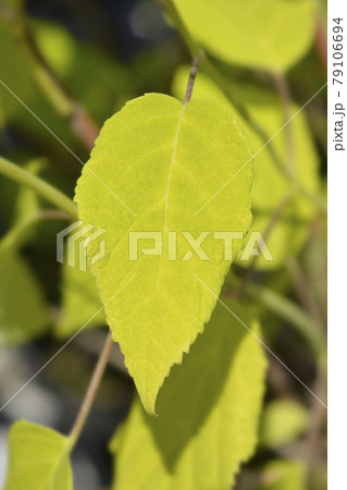 Smooth hydrangea Annabelle Smooth hydrangea Annabelle 79106694