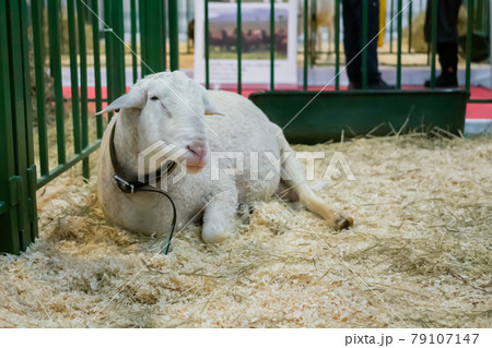 Portrait of cute sheep at animal exhibition, trade show Portrait of cute sheep at animal exhibition, trade show 79107147