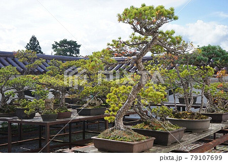 盆栽 福島県 会津若松市 日本 盆栽 福島県 会津若松市 日本 79107699