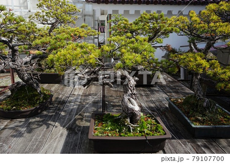 盆栽 福島県 会津若松市 日本 盆栽 福島県 会津若松市 日本 79107700