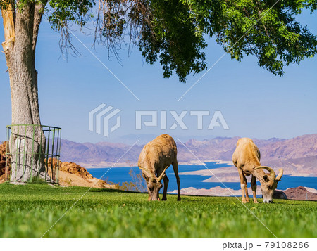 Many big horn sheep at Hemenway Park Many big horn sheep at Hemenway Park 79108286