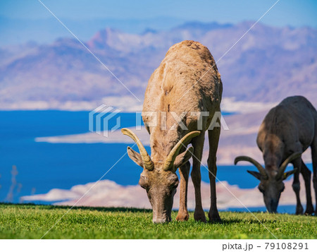 Many big horn sheep at Hemenway Park Many big horn sheep at Hemenway Park 79108291