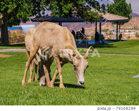 Many big horn sheep at Hemenway Park Many big horn sheep at Hemenway Park 79108299
