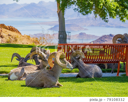 Many big horn sheep at Hemenway Park Many big horn sheep at Hemenway Park 79108332