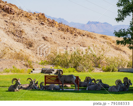 Many big horn sheep at Hemenway Park Many big horn sheep at Hemenway Park 79108333
