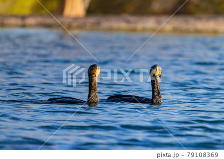 Close up shot of cute Double-crested cormorant Close up shot of cute Double-crested cormorant 79108369