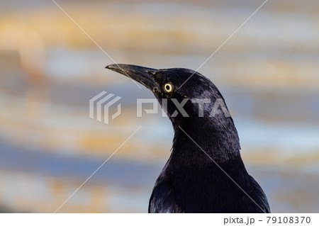 Close up shot of a Great-tailed grackle 79108370