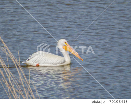 Close up shot of cute Pelican swimming Close up shot of cute Pelican swimming 79108413