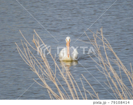 Close up shot of cute Pelican swimming Close up shot of cute Pelican swimming 79108414