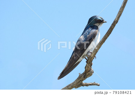 Tree swallow bird or tachycineta bicolor perched on branch against clear blue sky Tree swallow bird or tachycineta bicolor perched on branch against clear blue sky 79108421