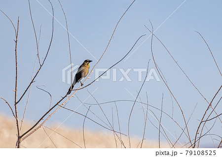 Close up shot of a Great-tailed grackle 79108525