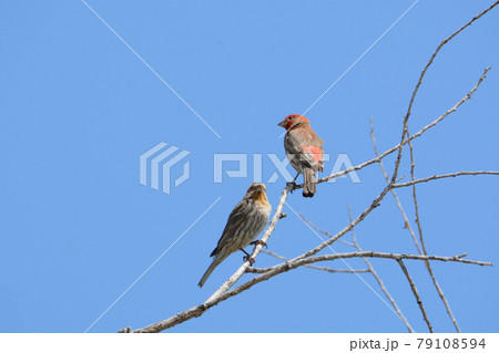 Two house finch birds or Haemorhous mexicanus perched on bare tree branches against blue sky showing the color variation in species 79108594