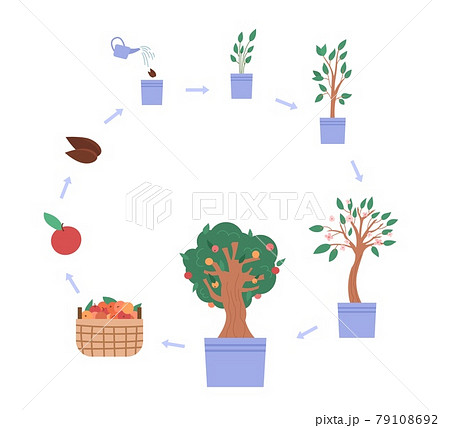 Cycle of growth apple tree from sprout seed to harvest from plant with fruits. 79108692